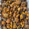 Ox cattle gallstones